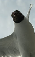 Black Headed Gull