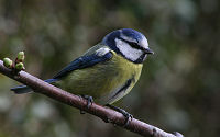 Blue Tit