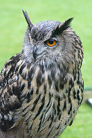 Long-eared Owl