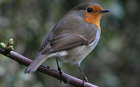 Robin