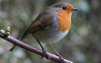 Robin