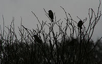 Sparrows