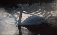 Swan