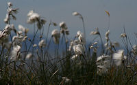 Bog Cotton