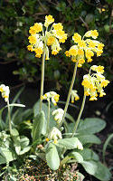 Cowslip