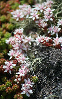 English Stonecrop