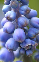 Grape Hyacinth