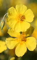 Rock Rose