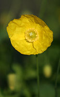 Welsh Poppy